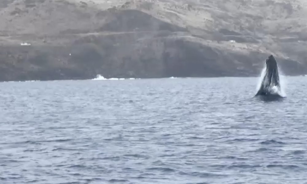 A whale breaching offshore